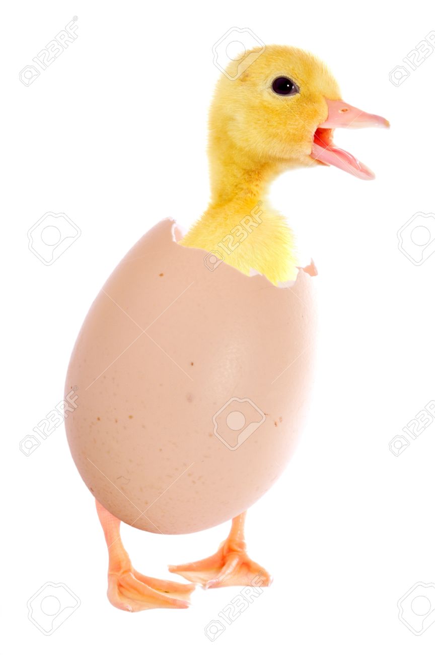 اردک و تخم